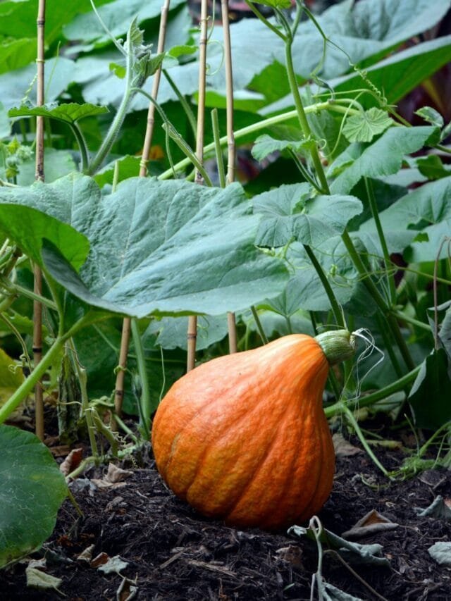 10 Essential Facts You Need to Know About Pumpkin Seeds and Their Benefits