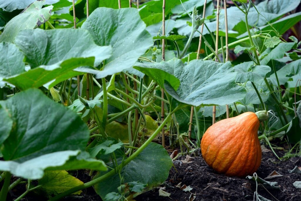 pumpkin seeds 
 pumpkin seeds benefits