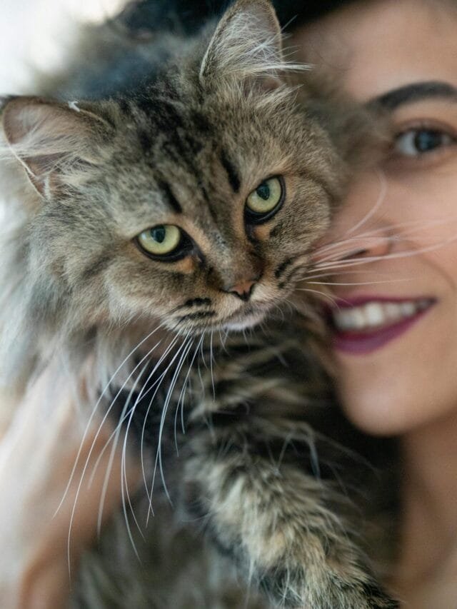 Protect Your Cat from Bird Flu: 8 Key Facts