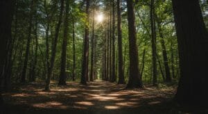Peaceful forest path for mindful walking meditation and stress reduction